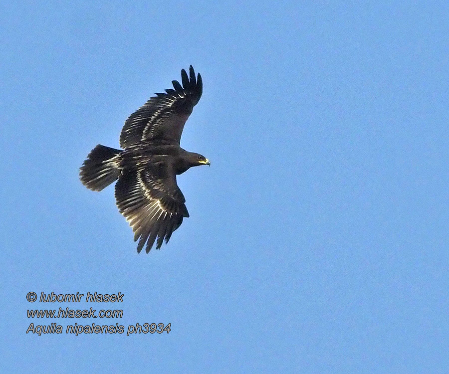 Steppenadler Steppeørn Steppe Eagle Aguila Esteparia Aquila nipalensis