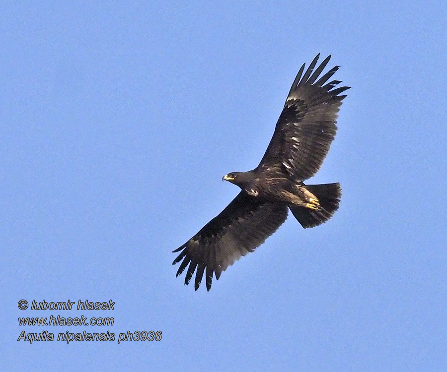 草原雕 Orel stepní Aquila nipalensis