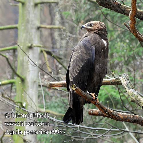 Aquila pomarina Малый подорлик アシナガワシ