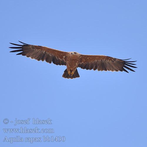 Aquila rapax Tawny Eagle Afrikansk Rovørn Arokotka
