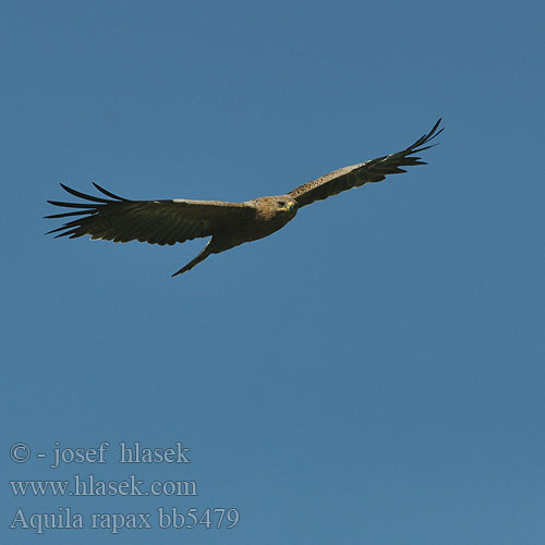 Aigle ravisseur Roofarend Aquila Rapace Szavannasas Raubadler