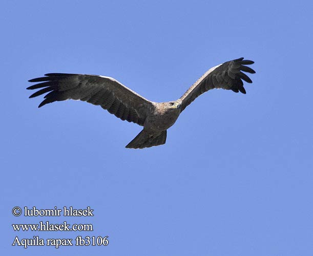 Aquila Rapace Szavannasas Raubadler Orzeł sawannowy