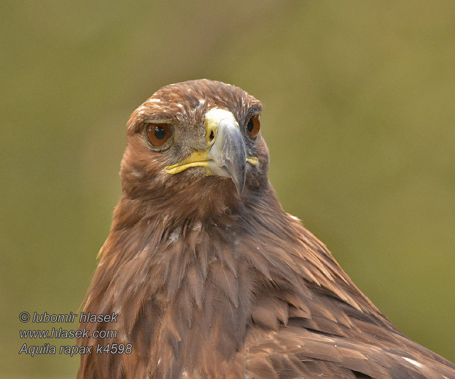 Aigle ravisseur Roofarend Aquila Rapace Aquila rapax