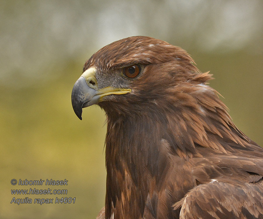 Tawny Eagle Afrikansk Rovørn Arokotka Aquila rapax