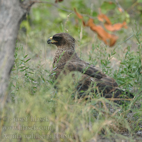 Aigle Wahlberg Wahlberg's arend Aquila Wahlberg Wahlbergsadler