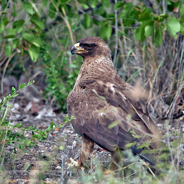 Wahlbergsadler Silberadler Orzel afrykanski Orel wahlbergův