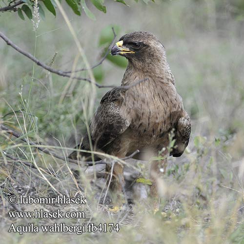 Aquila wahlbergi fb4174