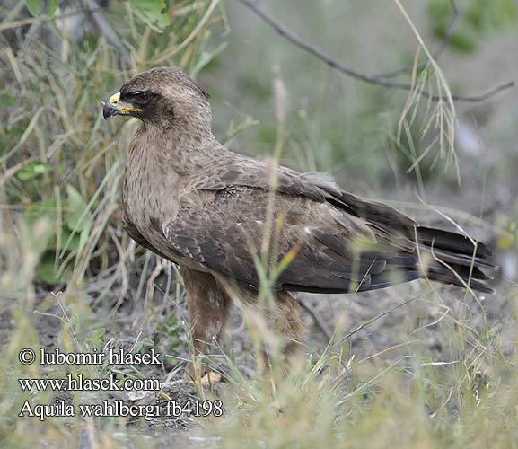 Aquila Wahlberg Wahlbergsadler Silberadler Orzel afrykanski