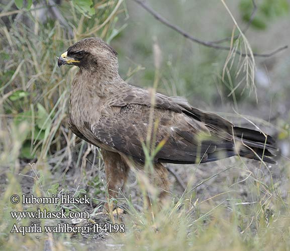 Aquila Wahlberg Wahlbergsadler Silberadler Orzel afrykanski