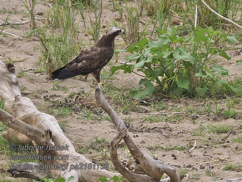 Aquila wahlbergi