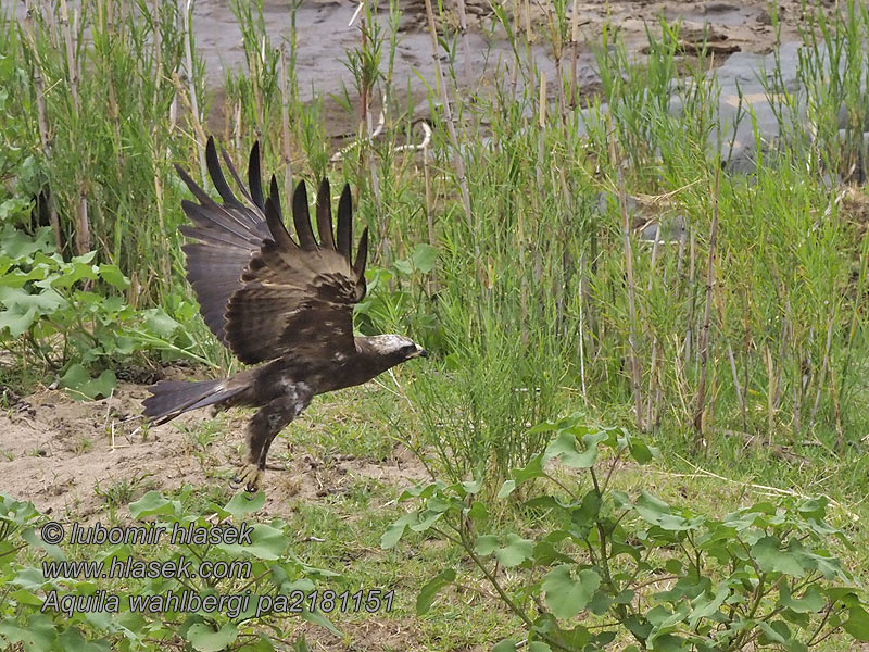 Aquila wahlbergi