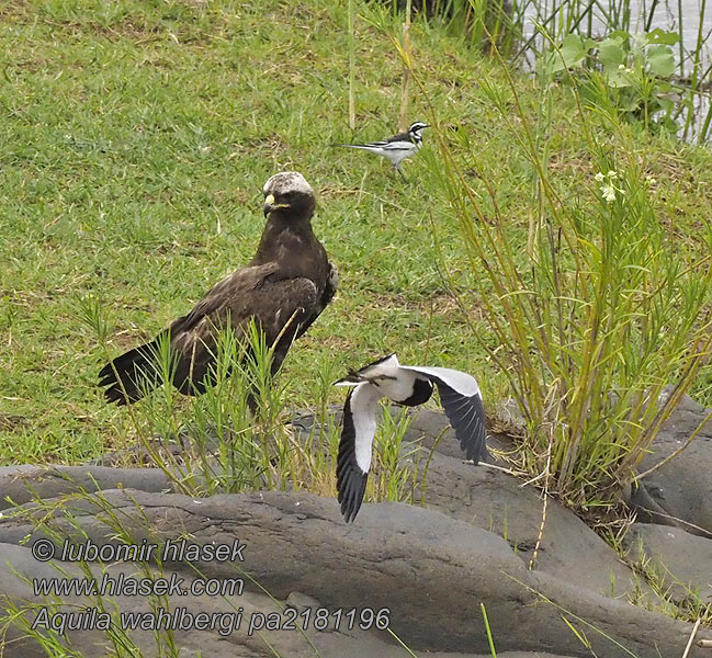 Aquila wahlbergi