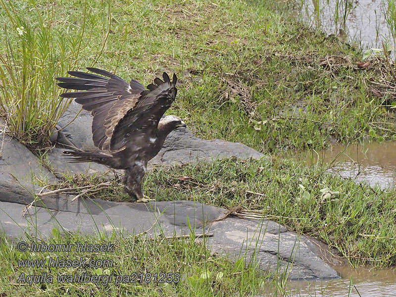 Aquila wahlbergi