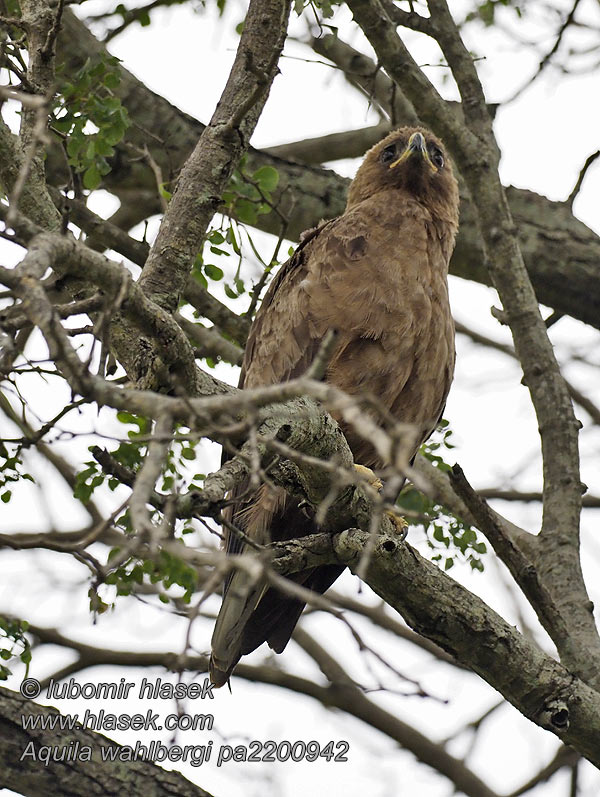 Aquila wahlbergi