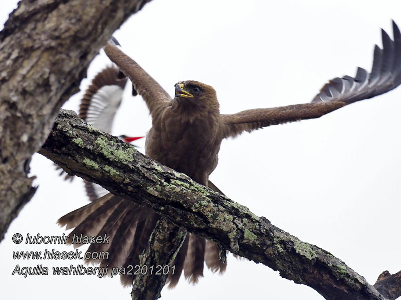 Aquila wahlbergi