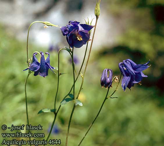 Aquilegia vulgaris Common columbine Akeleje Lehtoakileija Ancolie commune