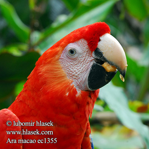 Ara macao Scarlet Macaw Ara Arakanga Lyserød Ara Guacamayo