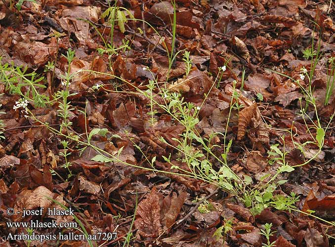 Arabidopsis halleri Cardaminopsis Hallersche Schaumkresse