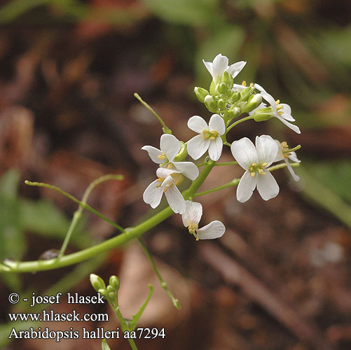 Arabidopsis halleri Cardaminopsis Gęsiówka hallera