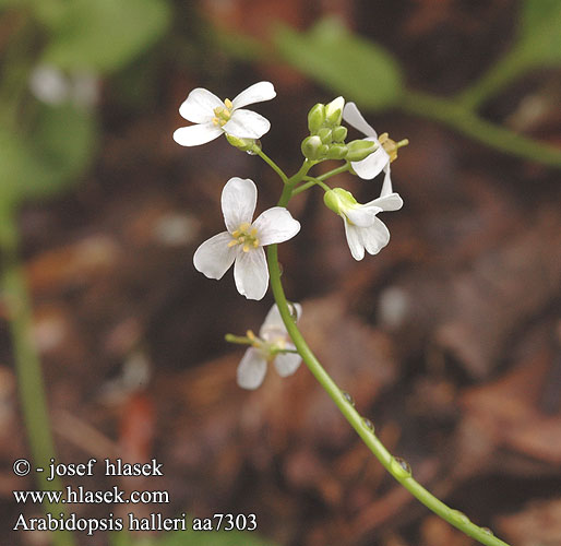 Arabidopsis halleri Cardaminopsis Кардаминопсис Галлера