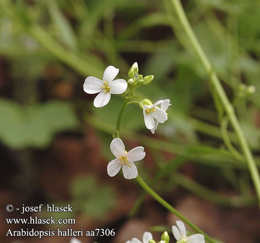 Arabidopsis halleri Cardaminopsis Řeřišničník Hallerův