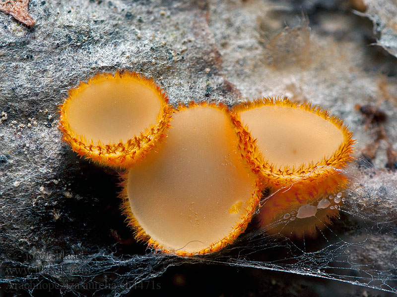 Pajęczynkokustrzebka złotożółta Arachnopeziza aurelia