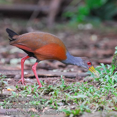 Aramides cajanea Grey-necked wood-rail Chřástal guyanský