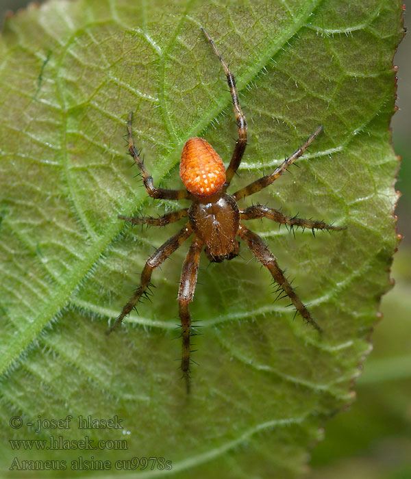 Araneus alsine Křižák načervenalý Sumpfkreuzspinne Krzyżak pomarańczowy