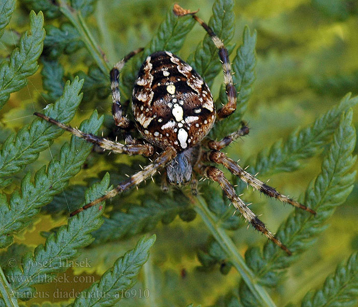 Araneus diadematus Křižák obecný Gartenkreuzspinne