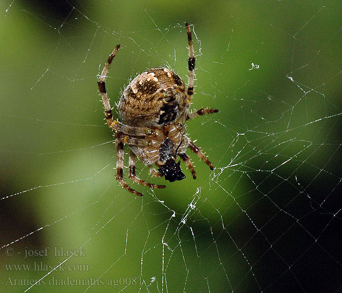 Araneus diadematus Krzyżak ogrodowy Обыкновенный крестовик