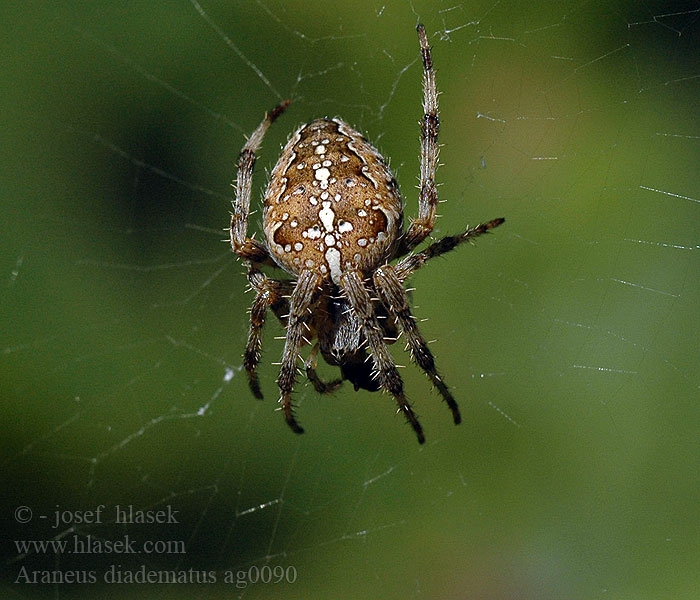 Araneus diadematus Kruisspin European garden spider diadem cross