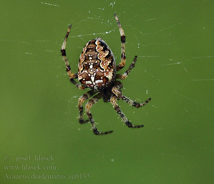 Araneus diadematus Koronás keresztespók Križiak obyčajný