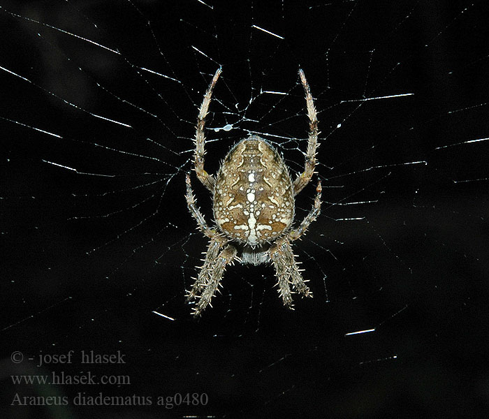 Araneus diadematus Korsspindel Épeire diadème Ristihämähäkki