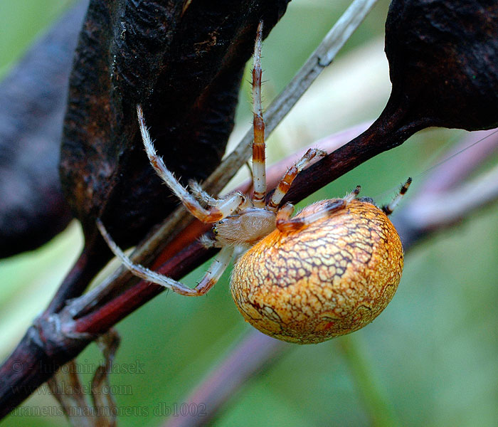 Araneus marmoreus Križiak dvojfarebný Marmorspindel 花崗園蛛