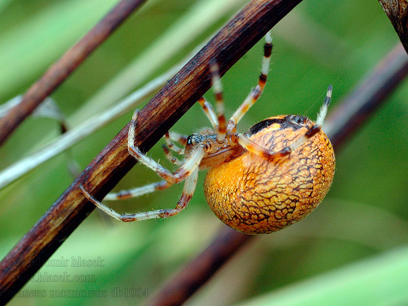 Araneus marmoreus Křižák mramorovaný Marmorierte Kreuzspinne Krzyżak dwubarwny