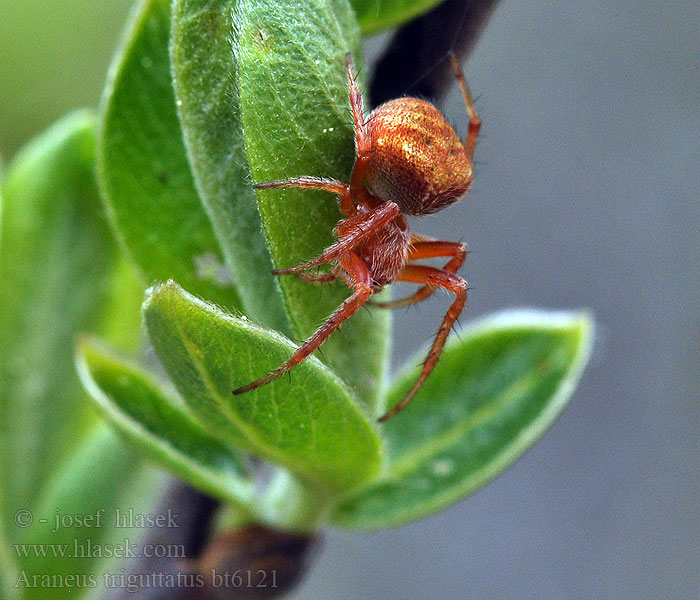 Araneus triguttatus Křižák trojtečný