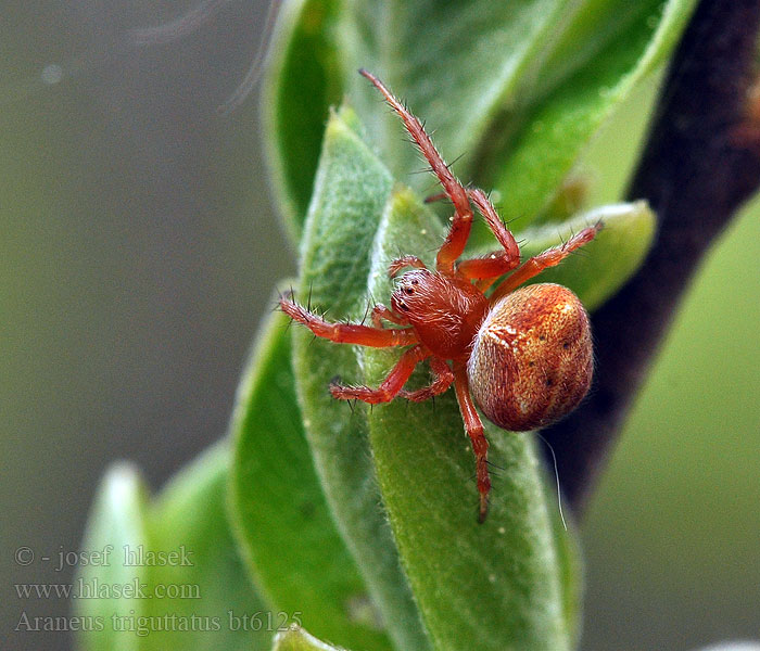 Araneus triguttatus Drievlekwielwebspin