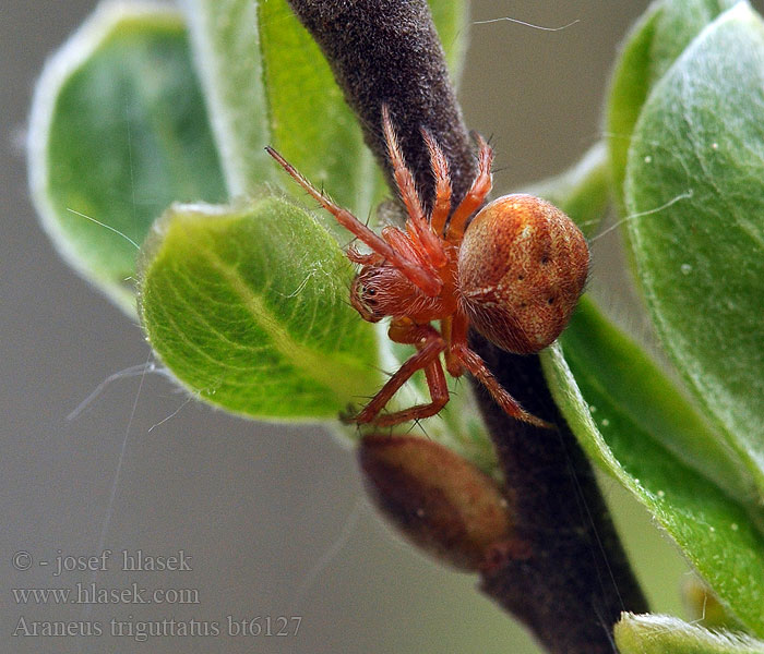 Araneus triguttatus Lövhjulspindel 弯指园蛛