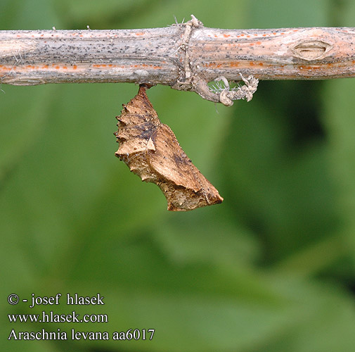 Araschnia levana Map Butterfly Karttaperhonen