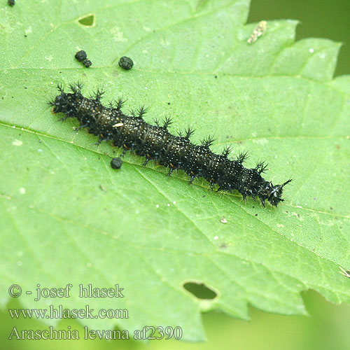 Araschnia levana Rusałka kratkowiec