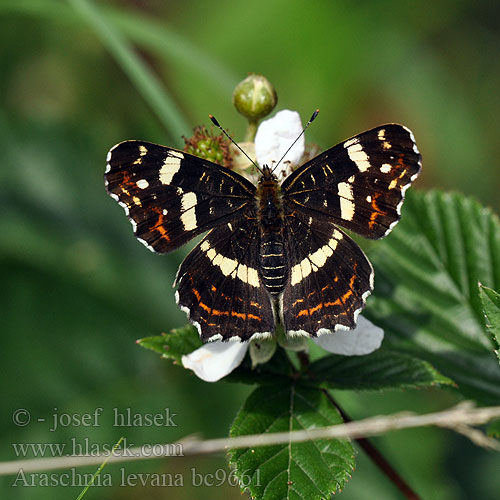 Map Butterfly Karttaperhonen Carte Géographique