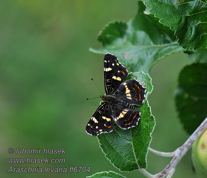 Rusałka kratkowiec Araschnia levana