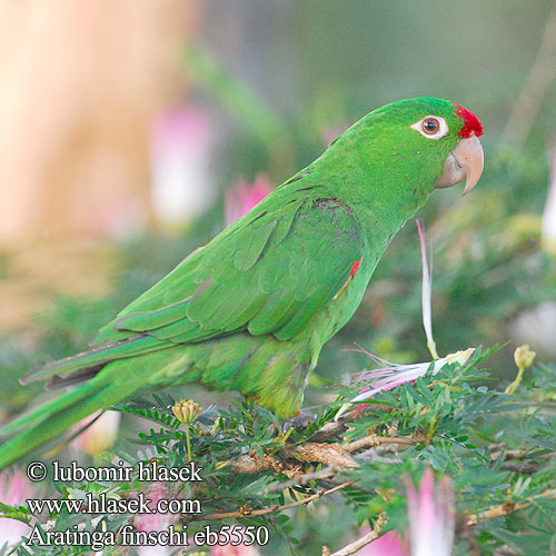 Aratinga finschi Finsch's Conure Crimson fronted Parakeet