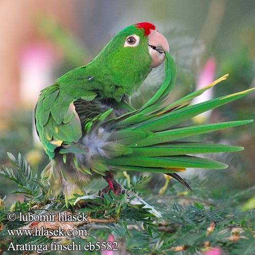 Aratinga rudočelý 白眼鹦哥 Conure Finsch Finsch's parkiet