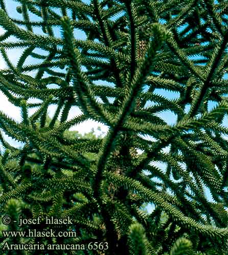 Araucaria araucana Monkey Puzzle Tree Abetraet Désespoir singes