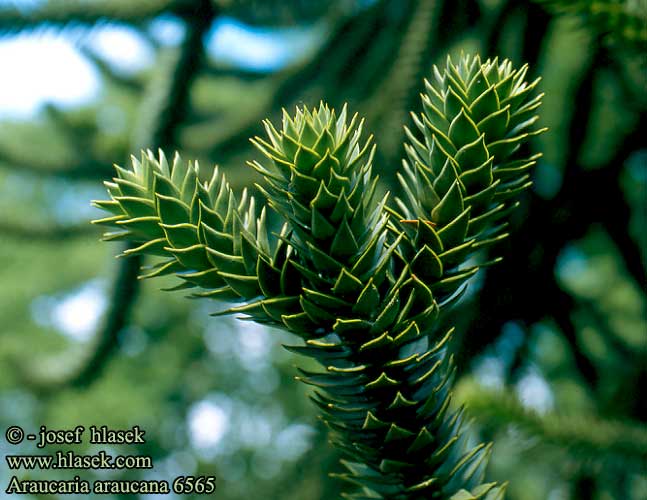 Araucaria araucana Apeboom Chilenische Schmucktanne Andentanne