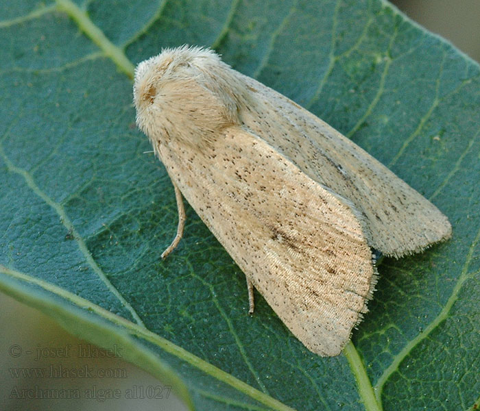 Teich-Röhrichteule Rush Wainscot Sivkavec bodkový Nonagrie Canne