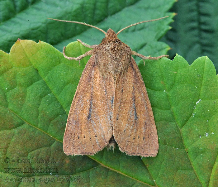 Rush Wainscot Sivkavec bodkový Archanara algae