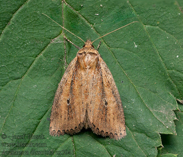 Archanara dissoluta Brown-veined Wainscot Sivkavec žltohnedý