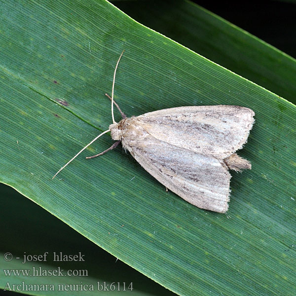 Nonagrie neurique Witkraagrietboorder White-mantled Wainscot